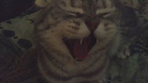 Самый Лучший Кот