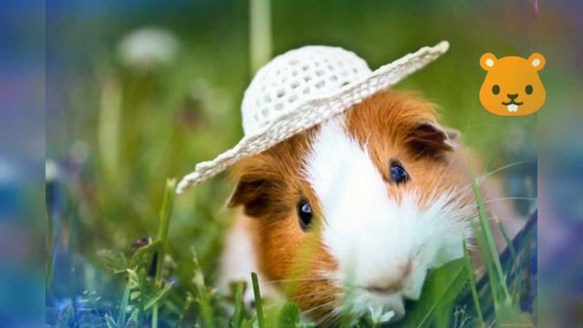 Милые морские свинки ? смотреть онлайн
