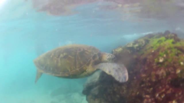 Turtle Island смотреть онлайн