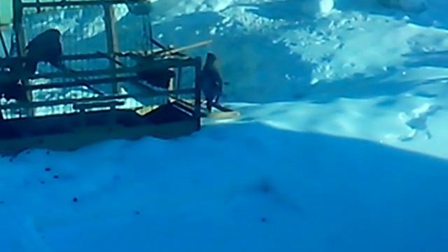 Свиристель и клетка смотреть онлайн