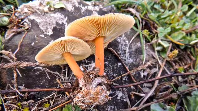 Gymnopus ocior смотреть онлайн