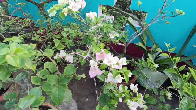 4 Bougainvillea variety video смотреть онлайн