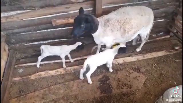 Dorper Results under Zero grazing смотреть онлайн