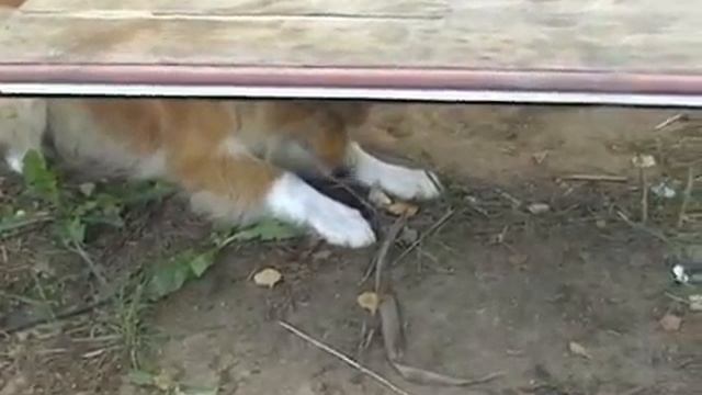 Фокс и мышь смотреть онлайн