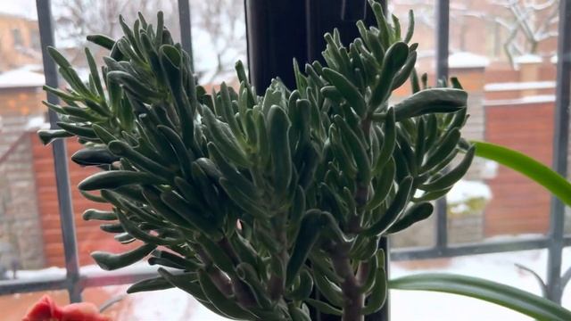 CRASSULA (ТОЛСТЯНКА). ДВА СПОСОБА РАЗМНОЖЕНИЯ. смотреть онлайн