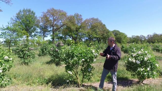 Syringa vulgaris 'Mme Lemoine' - Van den Berk on Trees смотреть онлайн