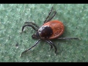 Энцефалитный КЛЕЩ -на ТЕЛЕ клеща БЕЛЫЕ ВОЛОСЫ - Это ВЫРЕЗКА из ФИЛЬМА ВСЕ о Клещах ссылка в Описании