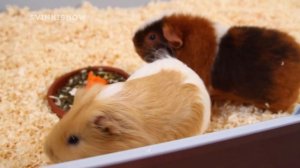 Наполнитель Для Морских Свинок: Коврик ПВХ, Опилки, Гранулы / Свинки Шоу / SvinkiShow