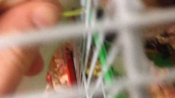 Любят ли хомячки овёс и травку?🐹