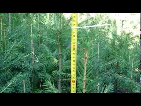 Ель обыкновенная 4-х летка (осень 2018). Саженцы ели обыкновенной в питомнике "Хвойный дворик" смотреть онлайн