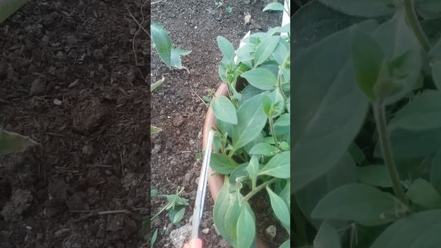 Формировка Петунии Тайдал ред велюр? и не только. Подробный урок! смотреть онлайн