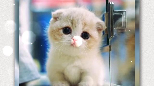 котики желают хорошего дня ) смотреть онлайн