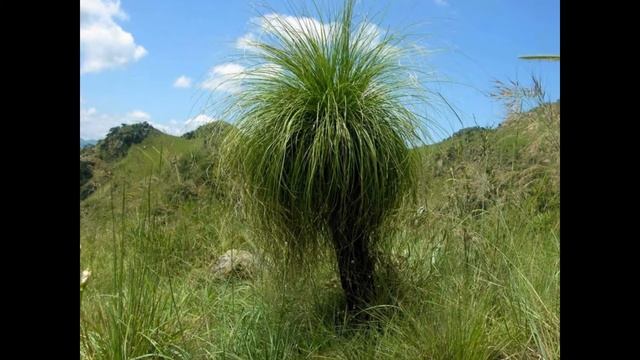 Мбабане (Свазиленд) (HD слайд шоу)! / Mbabane (Swaziland ) (HD slide show)! смотреть онлайн
