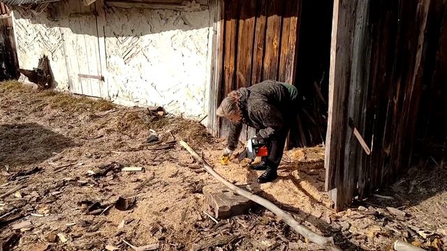 За сухими дровами в ближайший лес, пешком, с аккумуляторной пилой. смотреть онлайн