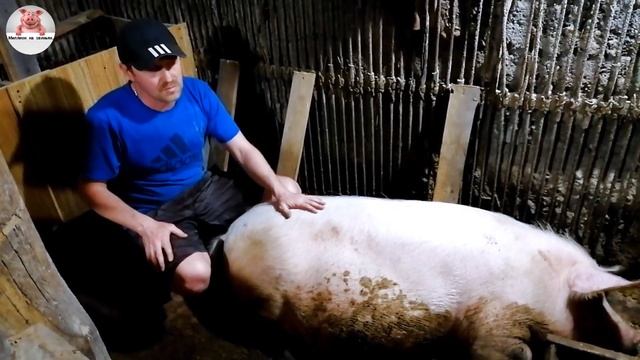 Миллион на свиньях.Новая клетка готова. Опоросы не за горами. смотреть онлайн