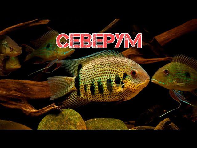 СЕВЕРУМ.Содержание и разведение в аквариуме смотреть онлайн