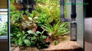 Вьетнамка в аквариуме. Выпуск 2.