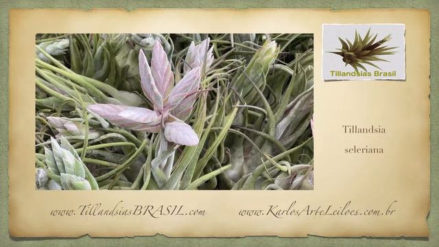 A beleza da Tillandsia Seleriana 2 смотреть онлайн