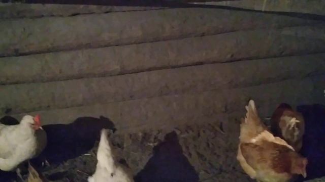 Наши гуси сегодня, 29 декабря 2021 года. А какие цыплятки уже стали большие! смотреть онлайн