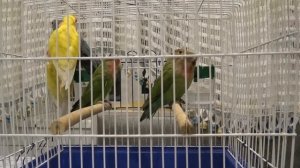 Попугаи неразлучники. Определяем возраст.