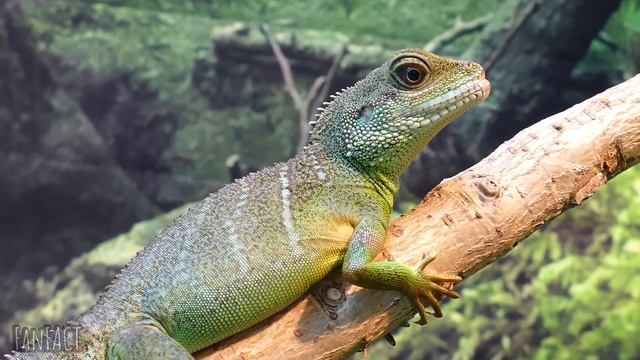 6 УДИВИТЕЛЬНЫХ фактов о ЯПОНИИ смотреть онлайн