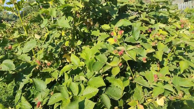 ежевика Бжезина,3 год вегетации,11 августа смотреть онлайн