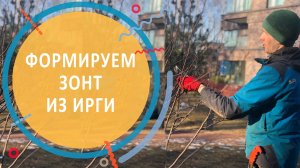 Формируем зонт из ирги | весенняя формирующая обрезка