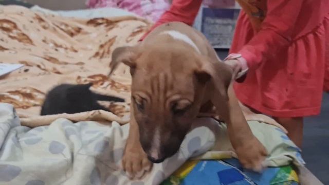 4 Щенка Мини бультерьера МОЙ ОПЫТ смотреть онлайн