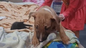 4 Щенка Мини бультерьера МОЙ ОПЫТ