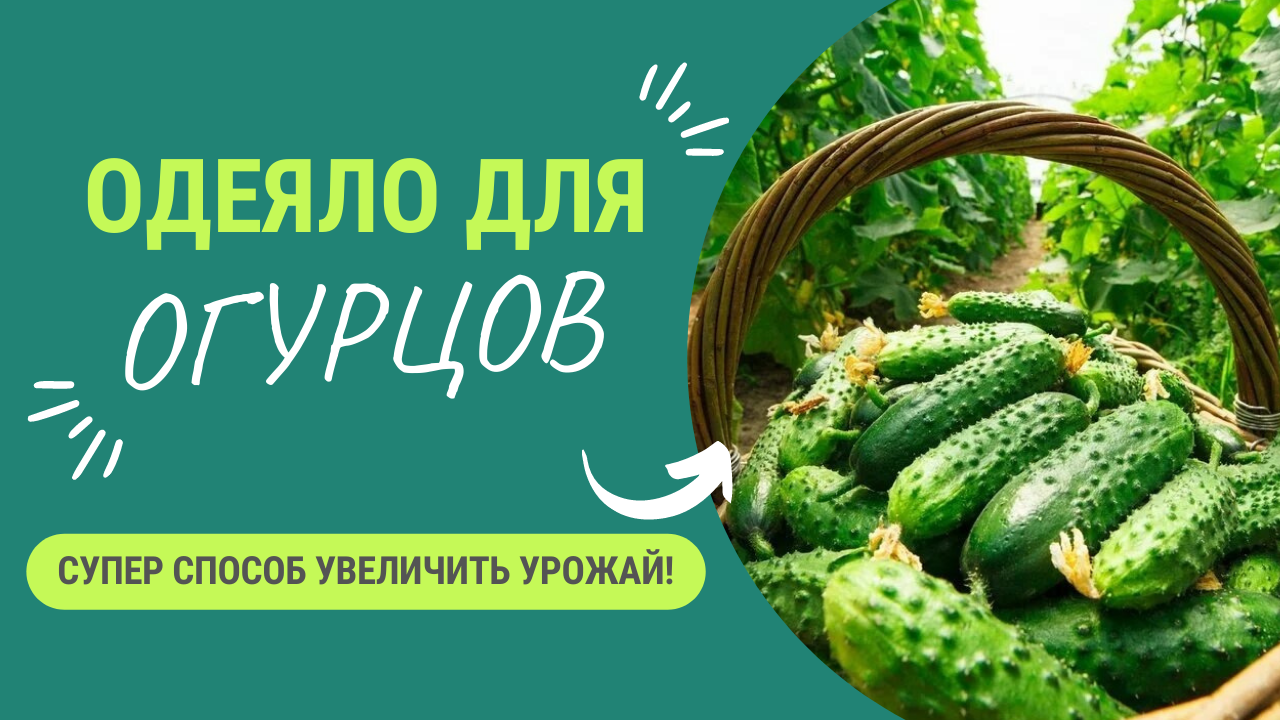 ОДЕЯЛО ДЛЯ ОГУРЦОВ - СУПЕР СПОСОБ УВЕЛИЧЕНИЯ УРОЖАЯ! смотреть онлайн