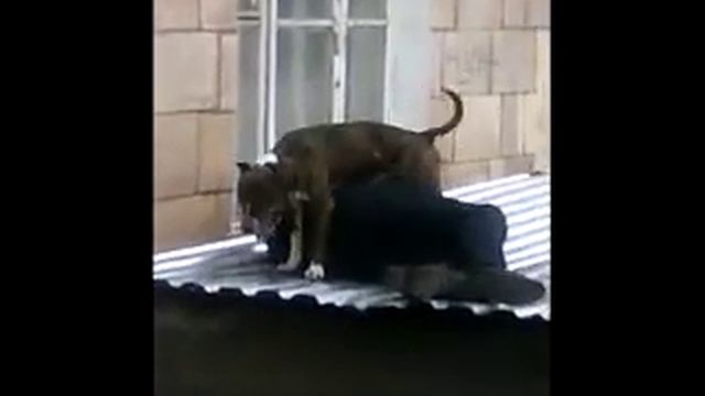 А еще говорят-собака друг человека! Не всегда!!! смотреть онлайн