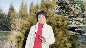 Реанимация роз весной. Питомник ? и ? Е. Иващенко