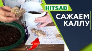 Сажаем Каллу В АПРЕЛЕ  Советы Садоводам от Хитсад ТВ