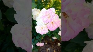 Роза Розенштадт Фрайзин, шраб, цветет весь сезон!