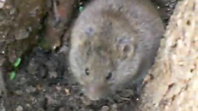 Мышка, живущая у меня. смотреть онлайн