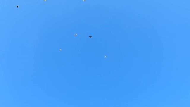 Голуби бойные ленинаканцы такла азиаты Doves Fighting Leninakans Takla Asians