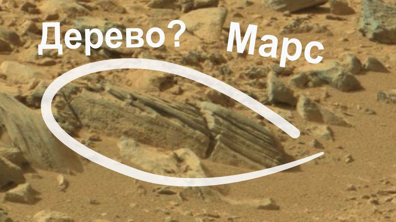 Окаменевшие Деревья на Марсе? Марсоход Curiosity смотреть онлайн