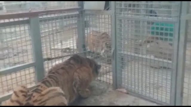 Emirates Park Zoo & Resorts l Visit To Emirates Park Zoo l Abu Dhabi l UAE, MARK The Traveller. смотреть онлайн