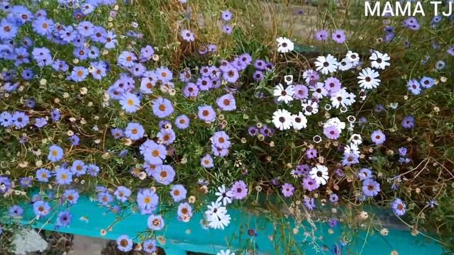 Набор для лица от пигментных пятен крем Зеленый чай смотреть онлайн