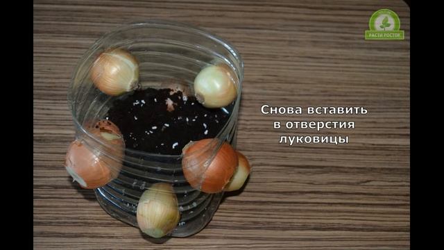 Посадка и выращивание лука на зелень в домашних условиях смотреть онлайн