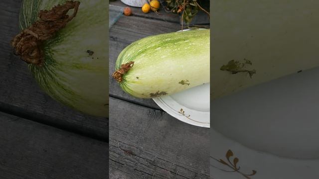 Тот же кабачок сорта Грибовский 37 на большой глубокой тарелке Девятого Августа смотреть онлайн