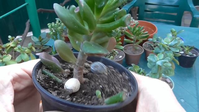 Денежным деревьям по два года. Советы весной. смотреть онлайн