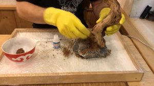 Как закрепить корягу в аквариуме