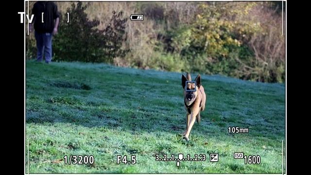 Die EOS R6 Mark II - eine Kamera für alle Fälle. смотреть онлайн
