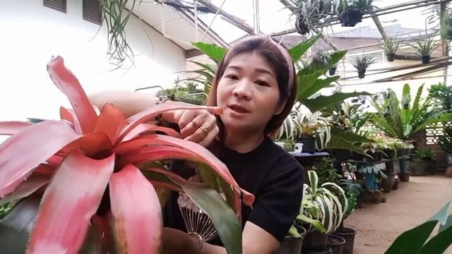 BROMELIACEAE สับปะรดสี สายพันธุ์่างๆ นีโอเรเจเลีย เกรช Neoregelia Grace | Ivy Ying-sang смотреть онлайн