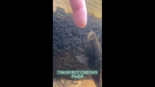 Я ржал до слез / Приколы на рыбалке 2021 / Необычные случаи на рыбалке смотреть онлайн