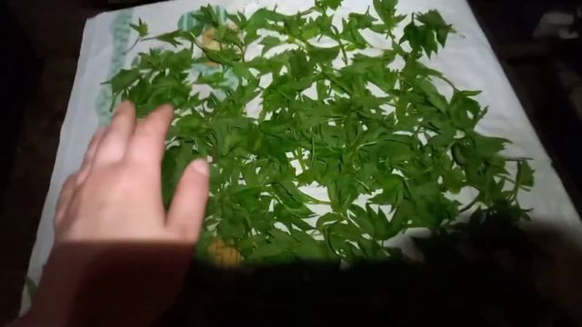 Заготавливаю СНЫТЬ - исцеляющий сорняк! смотреть онлайн