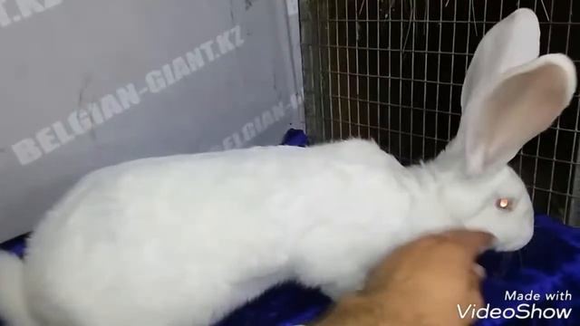 Кролики породы Фландр (Бельгийский великан окрас белый) смотреть онлайн