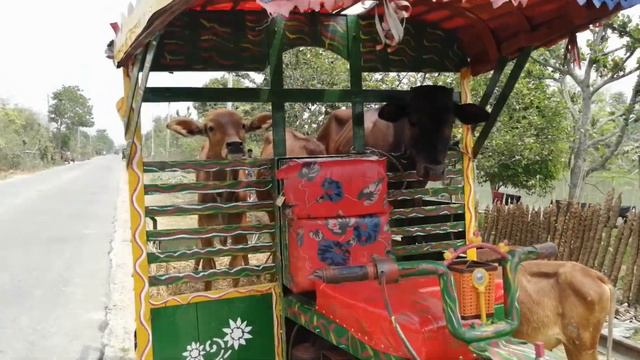 Влог | Бангладеш | Утро в бенгальской деревне | Велопокатушки вдоль канала Кумар Нод | Мост Хардинг