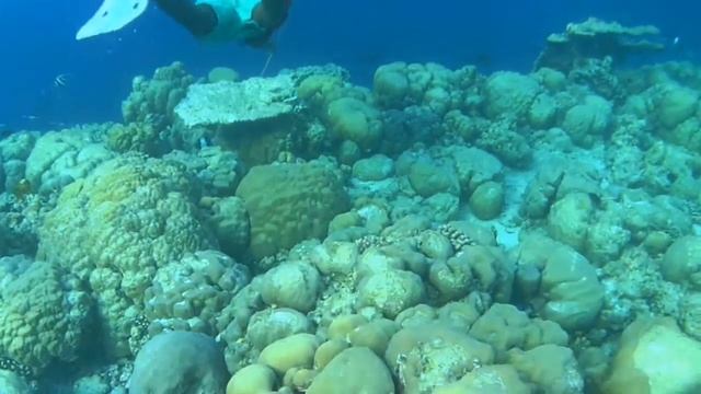 Spear Fishing @ Fohdhuffaru смотреть онлайн